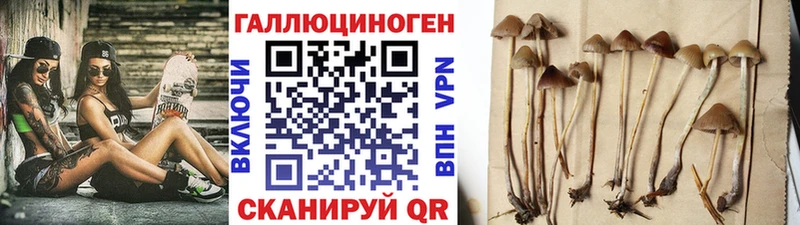 Галлюциногенные грибы Psilocybine cubensis  наркота  Луза 